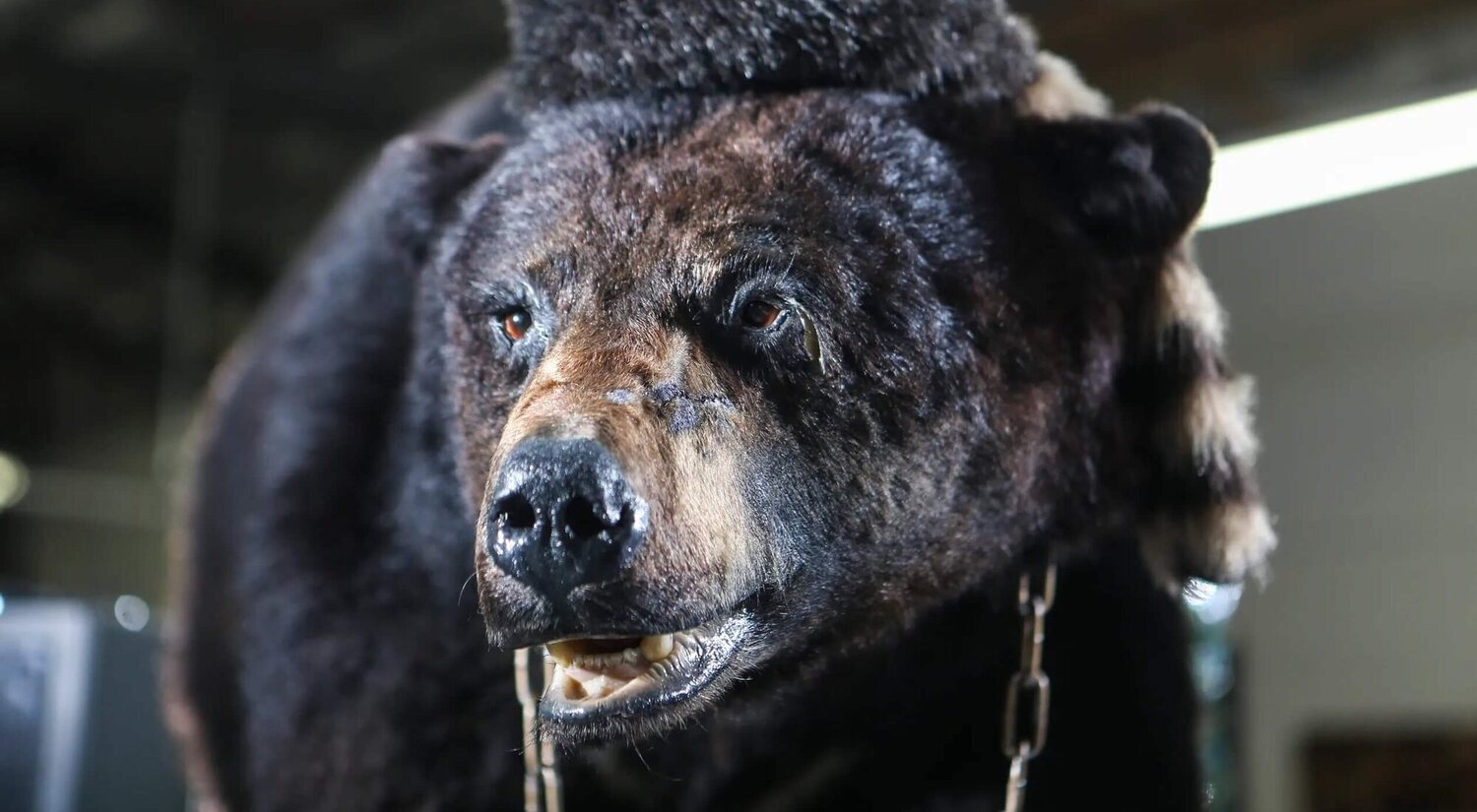 La historia real de 'Cocaine Bear', el "oso vicioso" que consumió 30 kilos de cocaína