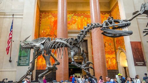 El Museo de Historia Natural de Nueva York es impresionante