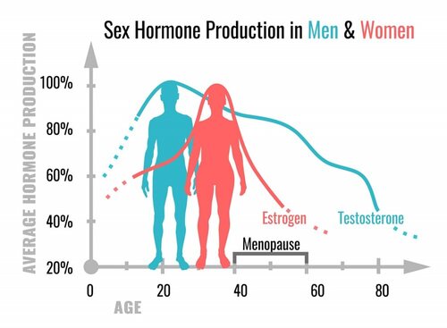 Diferencias entre la producción de estrógenos y testosterona
