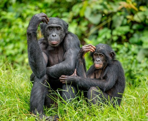 Los bonobos están organizados en sociedades donde los machos y las hembras practican sexo con múltiples miembros de su misma especie.