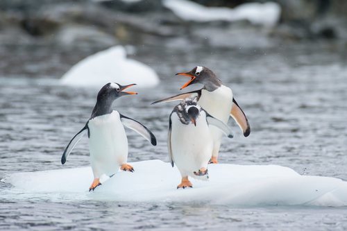 Los pequeños tendrán la oportunidad de dormir con los pingüino.